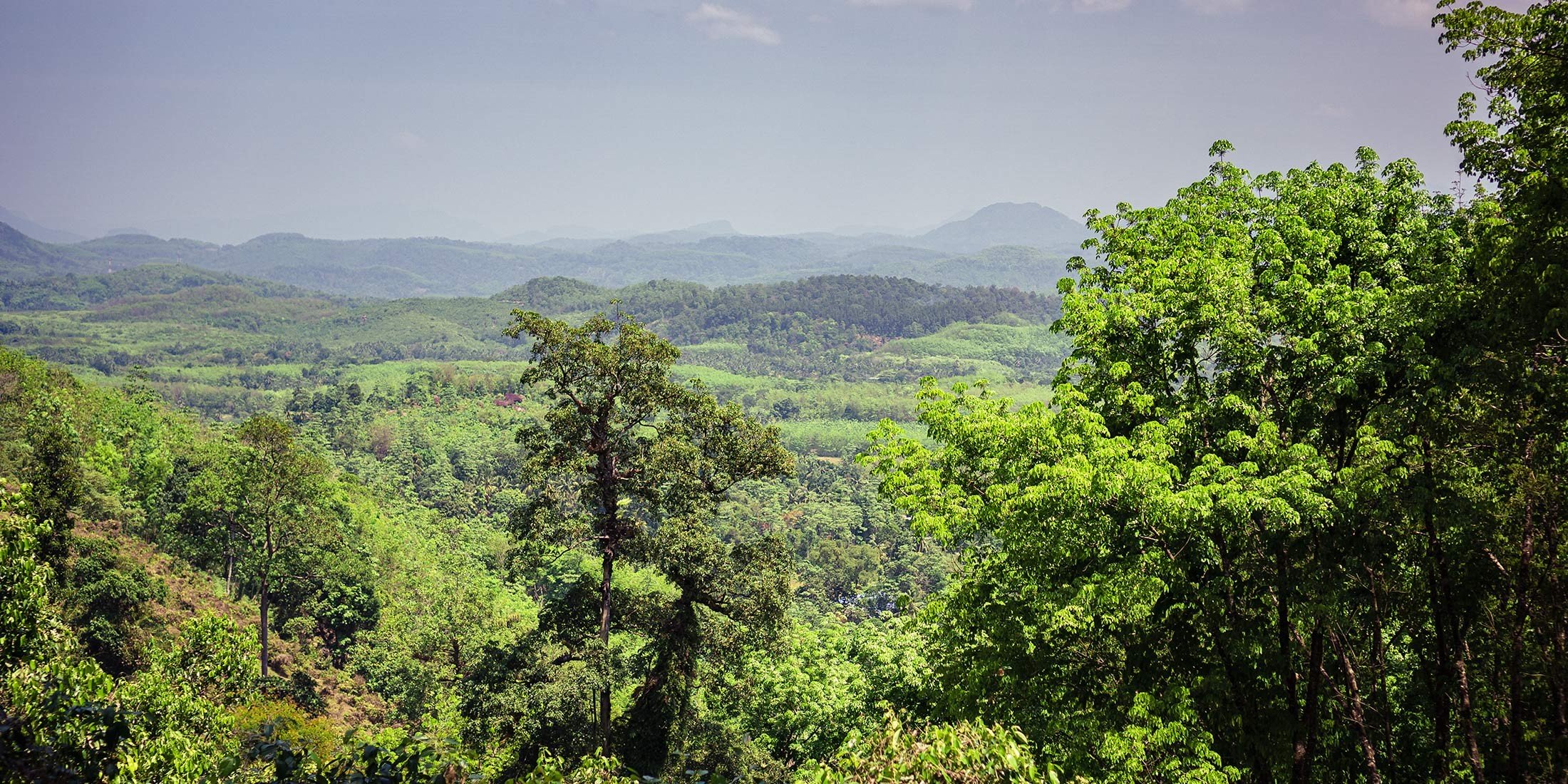 Der beste Ceylon-Zimt wächst auf einem Hügel inmitten unberührter Natur